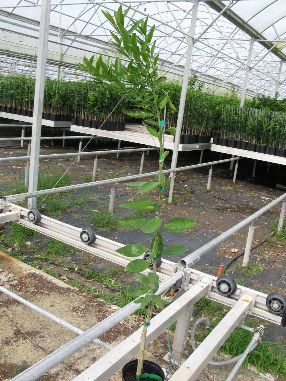            Habit (Phillip Rucks Citrus Nursery, Frostproof, FL)   